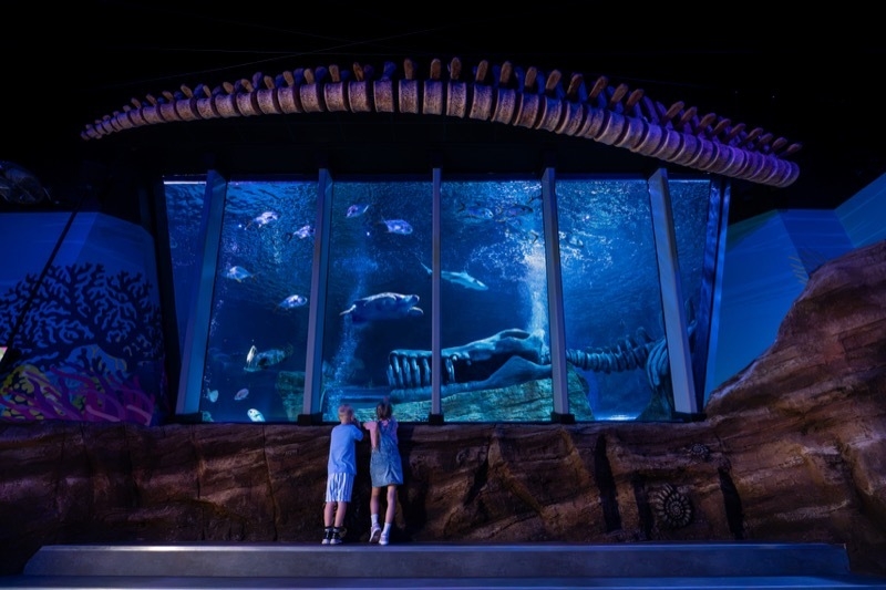 2026 09 08 Sea Life Ocean View