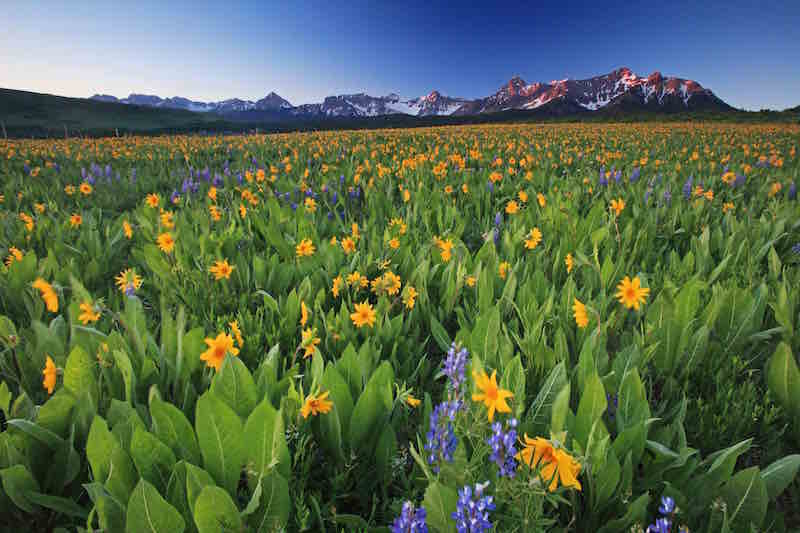 170824 Telluride Wildflowers