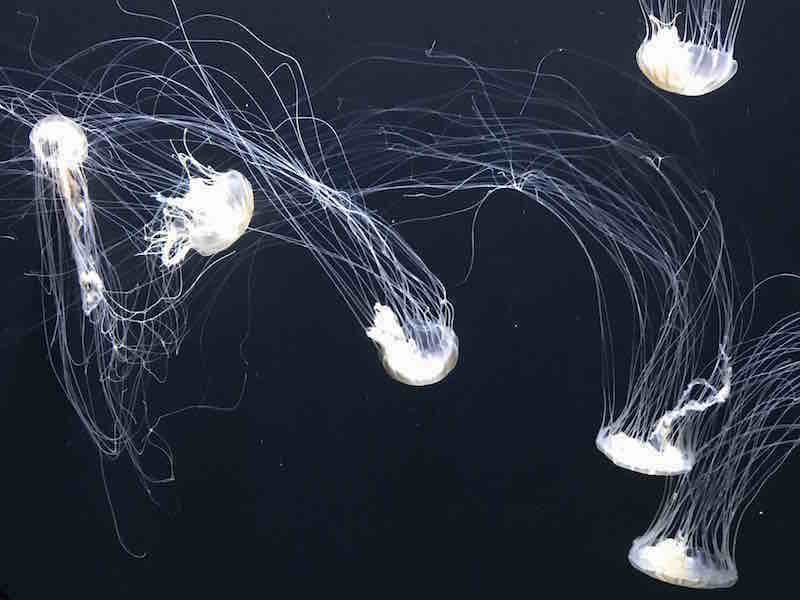 171101 Jellyfish