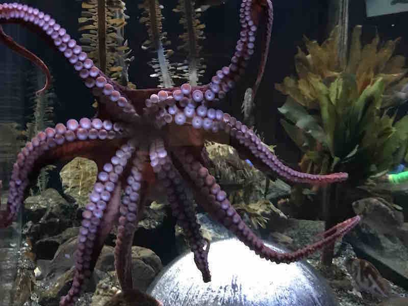 171101 Octopus