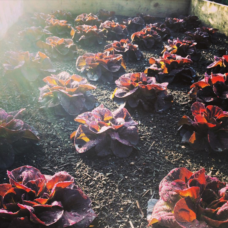 20190523 Lenclume Our Farm Garden Lettuces