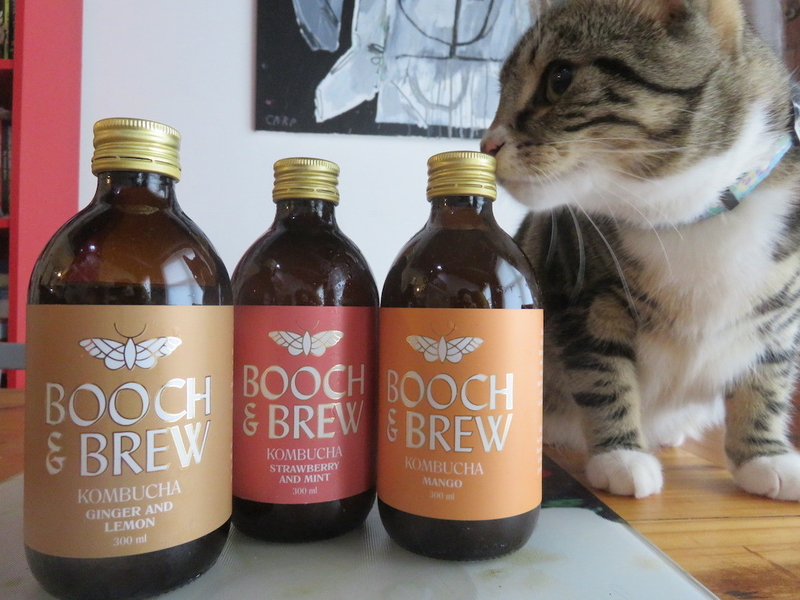 2019 08 30 Booch Brew Cat