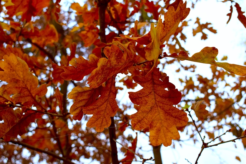 19 10 15 Oak Leaves