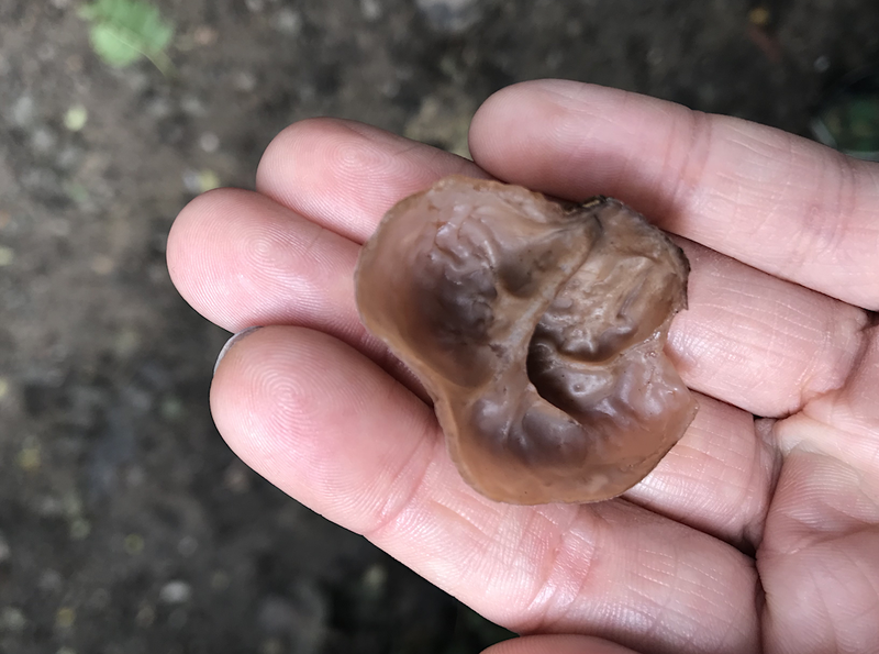 2019 10 18 Foraging With Alston Jelly Ear