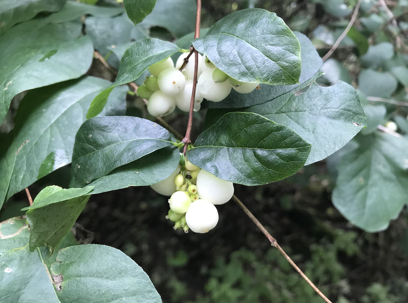 2019 10 18 Foraging With Alston Snowberry