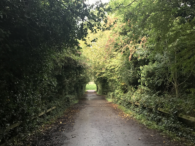 2019 10 18 Foraging With Alston Forest Tunnel