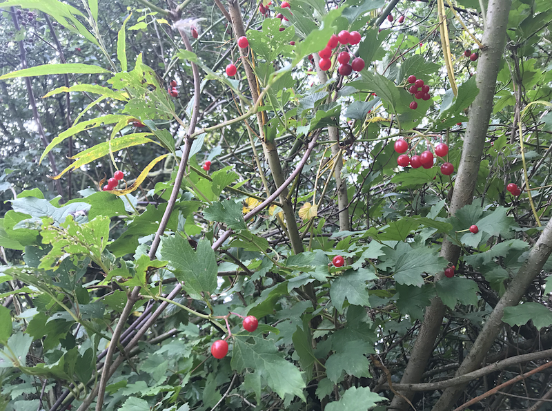 2019 10 18 Foraging With Alston Guelder Rose