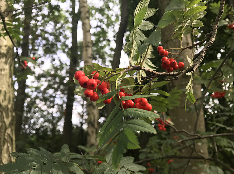 2019 10 18 Foraging With Alston Hawthorn