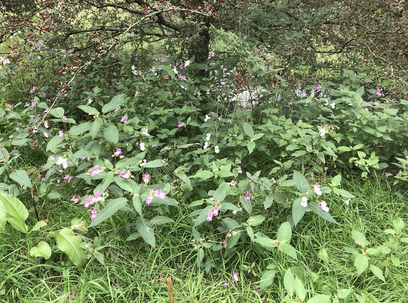 2019 10 18 Foraging With Alston Himalayan Balsam