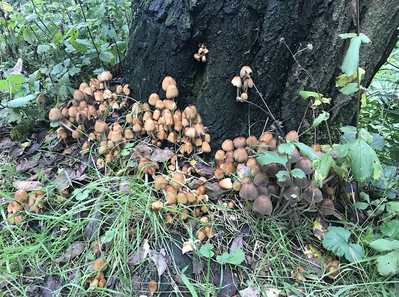 2019 10 18 Foraging With Alston Mushrooms