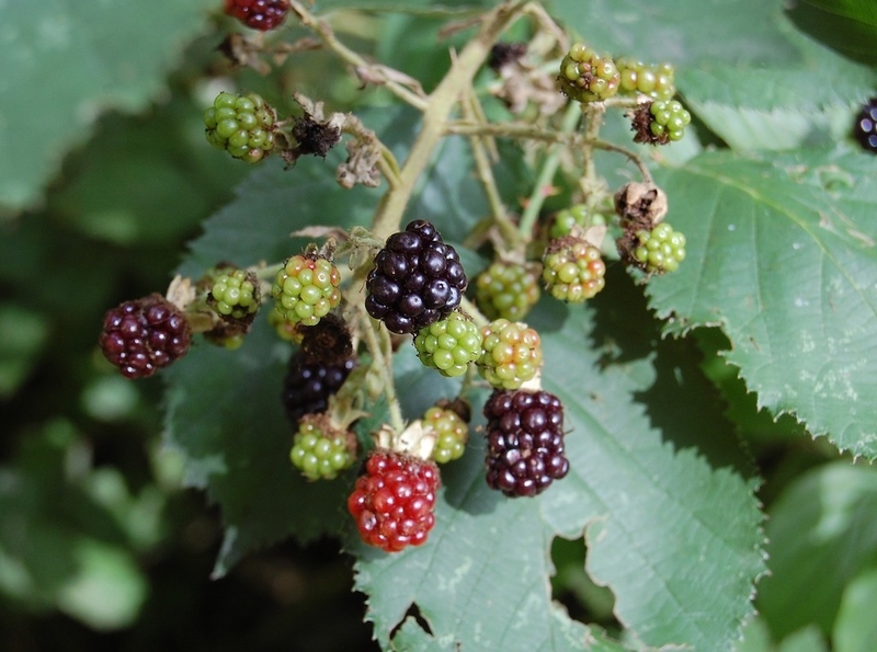 2019 10 18 Blackberries Stock Picture