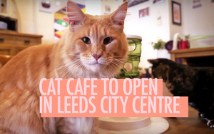 170407 Cat Cafe Social