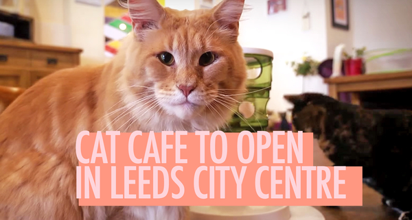 LEEDS IS GETTING A CAT  CAFE 