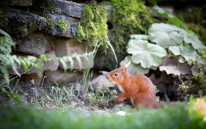 Cottage Squirrel