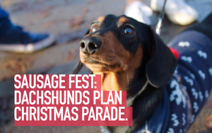 171113 Dachshunds Thumb