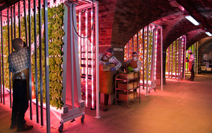 Greens For Good Liverpool Urban Farm Harvesting On The Farm With Masks