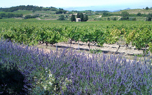 170411 Neil Wine Column Cave De Cairanne Vineyard And Lavender
