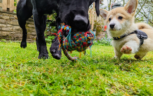 Betty And Reuben Dogs Playing