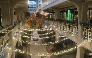 Manchester Museum Peppered Moths