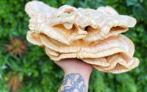 A Chicken Of The Woods Mushroom Courtesy Of The Crafty Cheeseman And 3 Hands Deli In Deansgate Mews Manchester