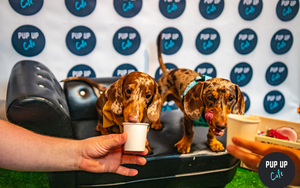 Pup Up Sausage Dog Cafe Manchester Revolution Parsonage Gardens 2022