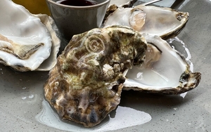 2023 06 02 Sleuth Oysters
