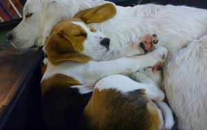 09 07 19 Daycare4Dogs3