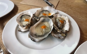 Hg Oysters