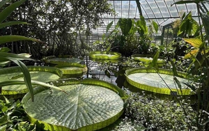 Basel Botanic Gardens Header