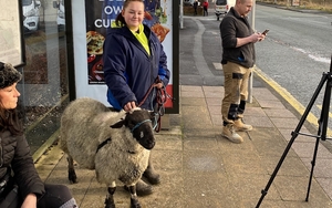 A Woman With A Sheep Waits For A Bus In Bolton As Part Of A Protest Against The Clean Air Zone Charges In Manchester Which Have Now Been Put On Pause