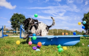 2025 07 09 Bruces Doggy Day Care Enrichment Paddling Pool 1