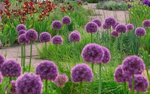 Flowers at RHS Bridgewater