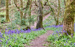 Bluebells Tom Wood, Broadbottom