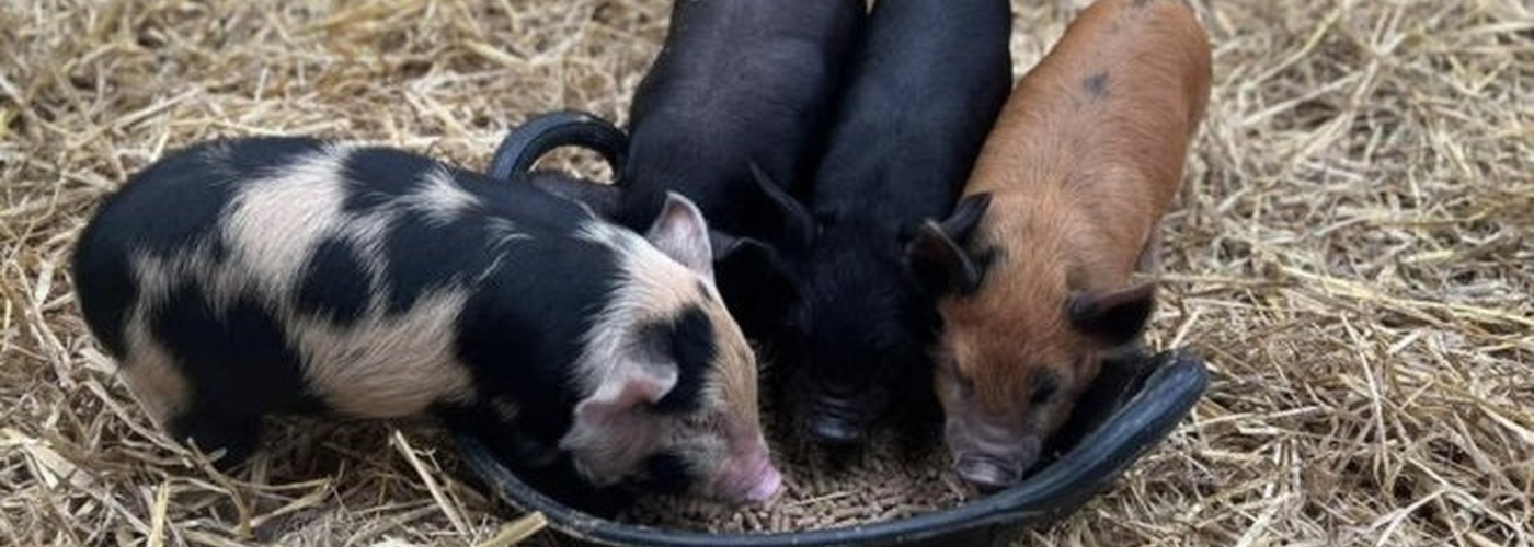 2023 06 08 Cockfields Farm Piglets 660X500