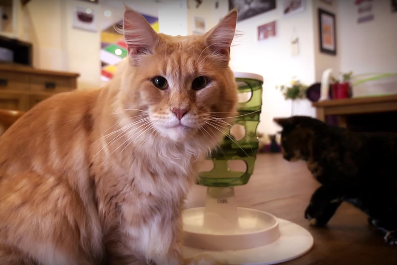  LEEDS  IS GETTING A CAT  CAFE 