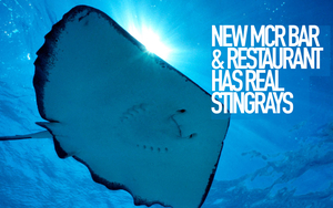 Stingray 2