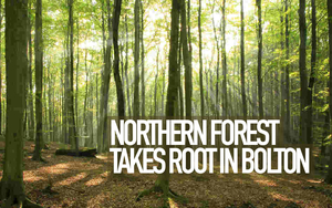 Northern Forest Header