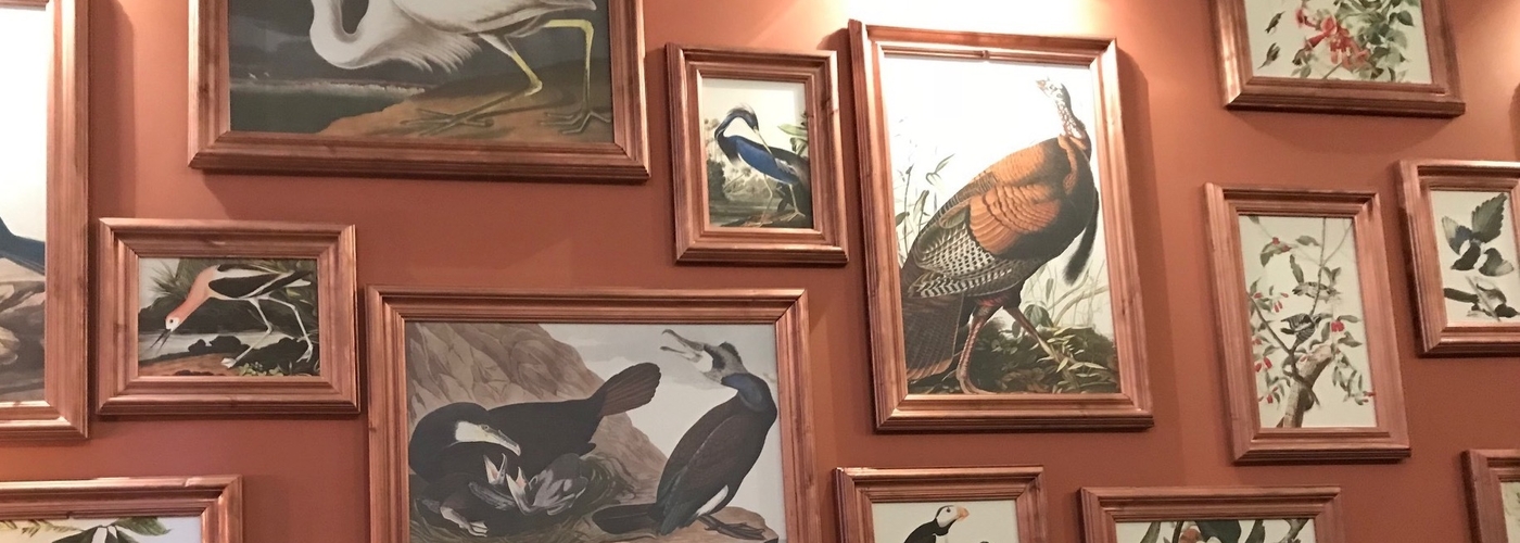2018 19 11 Royal Instituion Birds Of America Wall