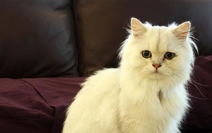 Pussy Galore - This New Manchester Cafe Has Cattitude