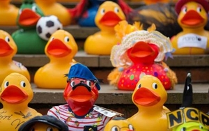 GALLERY: Manchester Duck Race 2015