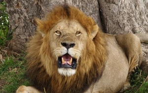 Meet The Lion King of Kenya