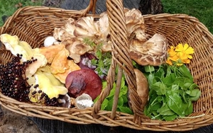 Fine Dining For Free - Foraging For Wild Food In Leeds
