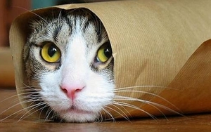 REVEALED | Manchester's First Cat Cafe To Launch In NQ Art Gallery