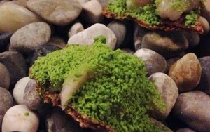 The French: A Star Without A Star