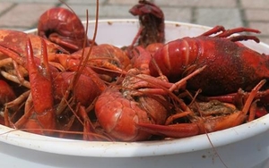 Crawfish ‘n’ cracklin’ – a ramble around Cajun Country
