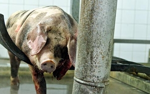 Blood, slaughter and hypocrisy: our relationship with meat