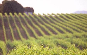 This Month In Wine: Bottle Art & The Best Picks