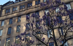 TREES | Purple Flowers In St Peter's Square And Other Species