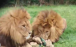 1 Knowsley Safari Lions Mojo And Scooter