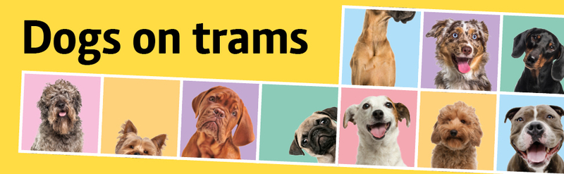 Dogs On Trams Web Banner 970X300 V1